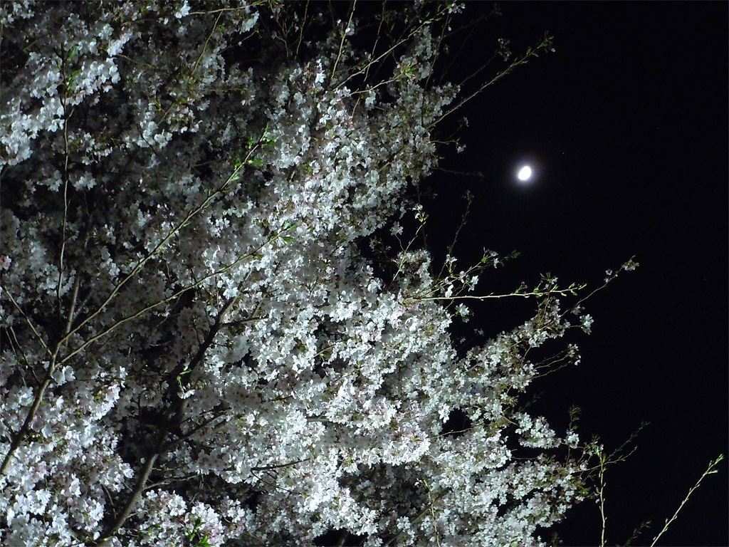 真っ暗な夜空に半月ぐらいの月と手前に満開の桜の写真 真っ暗な夜空に半月ぐらいの月と手前に満開の桜の写真