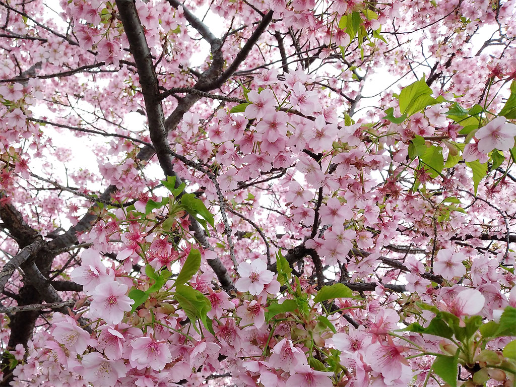 全面、鮮やかなピンク色にほんの少し緑の葉が混じった桜の写真