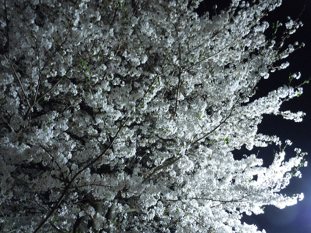 満開の白っぽい桜を見上げた写真。右下から照明が当たって暗い夜空に桜が浮かんで見える。